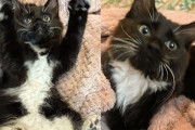 【海外】「車のホイールに閉じ込められた子猫、救助の瞬間に運命が一変！」