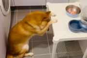 「美味しいご飯に感謝」食事前に10秒以上頭を下げてお祈りポーズをする柴犬が可愛い