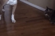 猫にめっちゃ気を遣いながら廊下を歩く犬が海外で話題に　　海外の反応