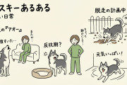 日本のイラスト「ハスキーあるある」　ハスキーのテンション面白いｗ【タイ人の反応】