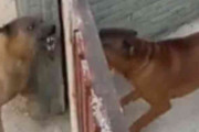 柵越しに激しく威嚇しあう犬→柵を開けた結果ｗｗｗ　海外「ネットで暴れる俺 vs 現実世界での俺」「ネット掲示板にいる人間と同じだな」