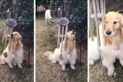 ウィンドチャイムの美しい音に鳴き声を重ねるゴールデンレトリバーが歌っているみたいで微笑ましい