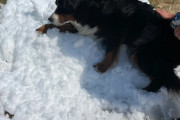 最期に大好きな雪に触れさせてあげたい。余命数日の犬の為、SNSで呼びかけたところその願いが叶う