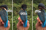 エクソシストかな？頭をぐるりと回転させるカワセミの姿にネットが激震