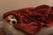Youtubeで大人気のビーグル犬「オリバーの可愛かったシーン集」をご紹介！ 海外の反応