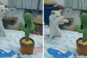 外国人による愛猫のおバカ写真選手権、盛り上がりまくるｗｗｗ