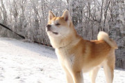海外「秋田犬は、最もきれいな犬種の一つだよ」雪を楽しむ秋田犬の動画に反響（海外の反応）
