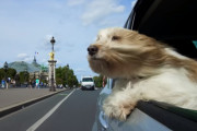 犬がドライブ中に顔を外に出すのはなぜ？ロマンスの都パリのワンちゃんの場合