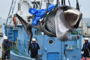 【中国の反応】またクジラか？捕鯨再開後、鯨肉の水揚げ量３か月で約1480トンに