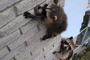 お母さんアライグマが、高いところで動けなくなった子アライグマを救出に向かう（カナダ）