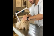 お怒りニャンコ VS 獣医さん、さてどっちが勝つでしょう？　海外の反応
