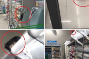 【悲報】海外「日本のコンビニさん、ネズミが沸きだしてしまうｗｗｗ」地震のせいかな？ 日本は綺麗な国だからこの動画を見て驚いたよ・・・