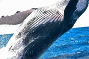 クジラと通じ合う！？クジラがサメから女性を守る！「クジラはもともと陸にいたんだろ？」「クジラは人間を救うのよ」海外の反応