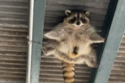 「天井でアライグマがミッションインポッシブルをしているとき…」トム・クルーズもびっくりのアクションが目撃される