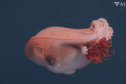 【海外】深海で発見された七本腕のタコ – 40年ぶりの奇跡的な出会い！