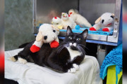 【海外】「保護猫がぬいぐるみの子羊を集める理由とは？居場所のない猫の心温まる物語」
