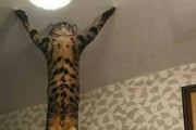 外国人「うちの猫がバグってしまったので写真を見せていくｗｗｗｗ」
