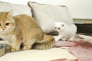 ブリティッシュショートヘア姉妹のご対面では、なぜか子猫の妹の方が余裕顔