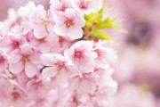 海外「人種差別？によって破壊されたJapanTown桜の木、復活」