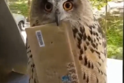 「ご褒美をあげないと！」可愛いフクロウの郵便屋さん 海外の反応