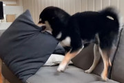 大事なものをなくして怒り狂う黒柴のマックス！クッションを振り回して大暴れ！