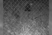 【海外】失踪した猫がカメラに映る！45日ぶりに訪れた希望の瞬間