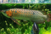 水槽掃除しない夫にブチギレた鬼嫁、飼ってた高級観賞魚を素揚げにしてしまう・・