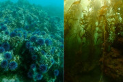 【海外】「600万匹のウニをハンマーで叩いた！ボランティアダイバーたちが救ったカリフォルニアの海藻パラダイス」