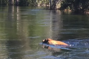 一見穏やかそうな川で対岸に渡ろうと泳ぐクマ。しかし川の流れが予想外に早くあっという間に流され…。
