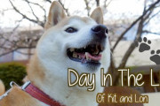 外国人が柴犬と猫と一緒に過ごす一日。癒される日常に皆がくぎ付けです