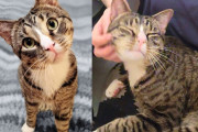 【海外】「外でいつも逃げ回る猫が、ついに家の中で自由に振る舞い、自分の好きなことを楽しむ瞬間」
