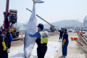 韓国人「韓国人が年間２０００頭のクジラを虐殺している事が判明！」クジラの通り道にわざと網を仕掛けてクジラの死を放置する韓国、これでは日本に抗議出来ない‥　韓国の反応