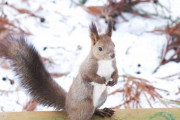 【衝撃】犯人は突然に！庭の野菜が勝手に食べられておりますが… 海外の反応