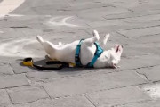 死んだふり？散歩中に仰向けでピクリとも動かない犬にほっこり
