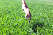背の高い草の中を楽しそうに飛び跳ねる犬の動画