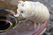 【海外】世界の恐ろしい寄生虫たち：あなたの知らない危険な生物たちを紹介！