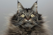 【海外】猫がオナラをする理由とは？気になる真実を探る！