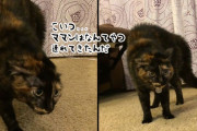 良かれと思ってプレゼントしたら…猫の反応に買ってきたことを後悔する飼い主