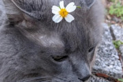 これぞ良いSNS力。Redditのユーザーが協力し、病気の猫のための治療費を数時間で調達