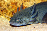 【海外】「野生のアホロートル、寿命が半分に！その理由とは？」