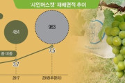 韓国人「また日本が完全敗北！」韓国が日本品種である「シャインマスカット」の大量栽培方式を開発し海外に大量輸出！日本は一銭もロイヤリティを取れず　韓国の反応