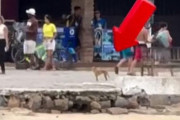 犬は聴力もすごい…遠く離れた対岸の口笛を聴いて駆けつける