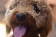 犬の成長記録を撮影したはずが「飼い主の背が縮んでる!?」…ユニークな比較写真