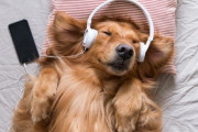 【海外】音楽で動物と心を通わせた10のエピソード