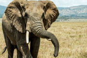 アフリカ南部でゾウ350頭以上が謎の大量死！ 前例のない怪現象に研究者も頭を悩ます