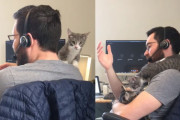 二匹の子猫に癒されながら会議に参加中！ペットと一緒にリモートワークする飼い主さん