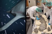 【海外】183百万年前の驚異的化石から発見！初めて明らかになった巨大イクチオサウルスの軟部組織とは？