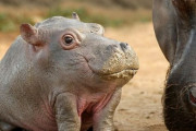 外国人「首の無い動物はどうなるかコラ画像を作ってみた！」