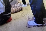 韓国紙「"するめイカ、スニーカーを履き足で踏みながら作業" 動画公開 ... ネットユーザー議論」韓国の反応