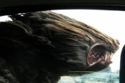 外国人「車に乗ってる時のウチの犬が面白すぎるんだけど！」